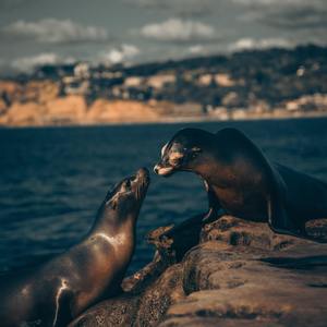 老头拔了奶罩吃奶
